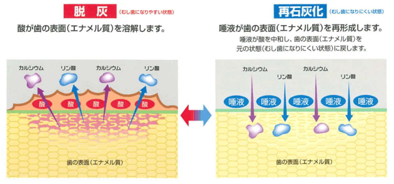 唾液が歯の表面（エナメル）を再形成します。